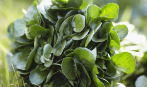 Foire au Cresson @ Méréville