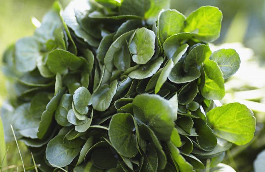 Mérélude à la foire au cresson